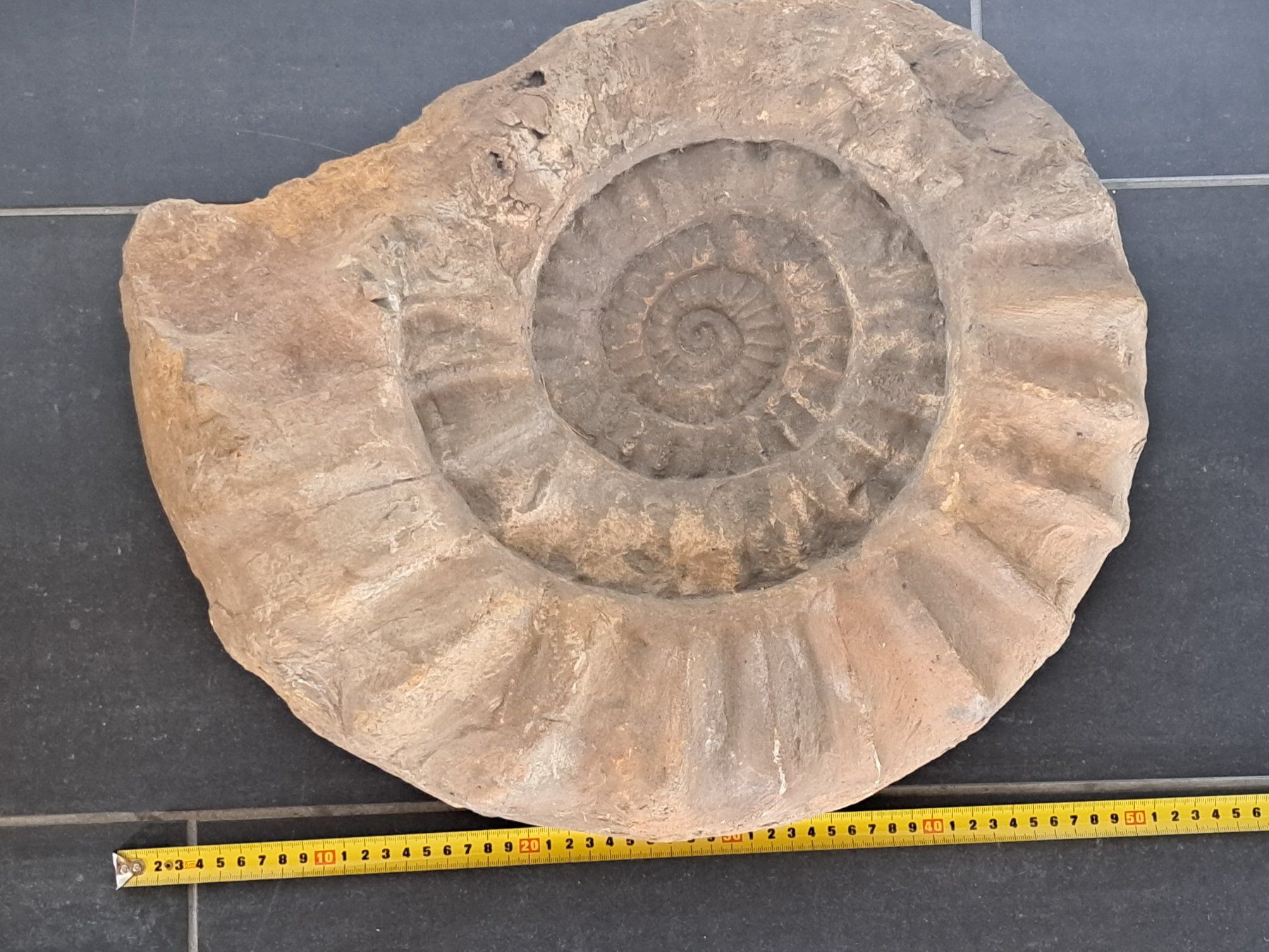 Fossili: Riesiger Ammonit - 28.9 kg – Usato da Wichtrach venduto da LuckyLuke69 3