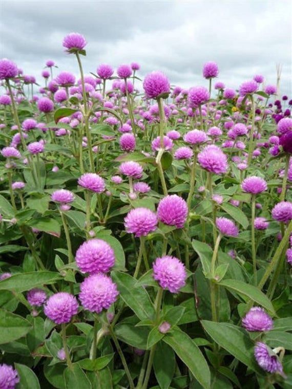 Piante & sementi: 50 Samen Kugelamarant Gomphrena LILAC Samen – Nuovo (secondo la descrizione) da Ehrendingen venduto da VerveinaSamen 4