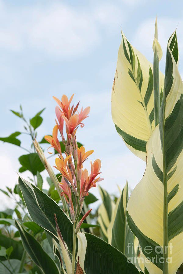 Piante & sementi: Canna Variegata – Nuovo (secondo la descrizione) da St.Erhard venduto da Plumilandschweiz 2