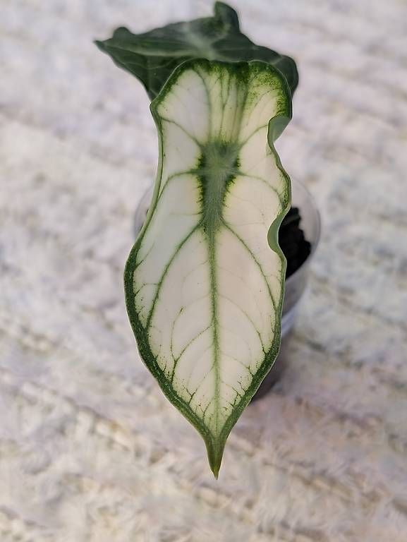 Piante & sementi: Alocasia Ninja White Mutation Variegata – Nuovo (secondo la descrizione) da Faulensee venduto da plantmama