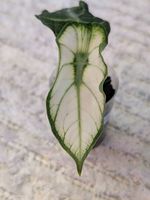 Alocasia Ninja White Mutation Variegata