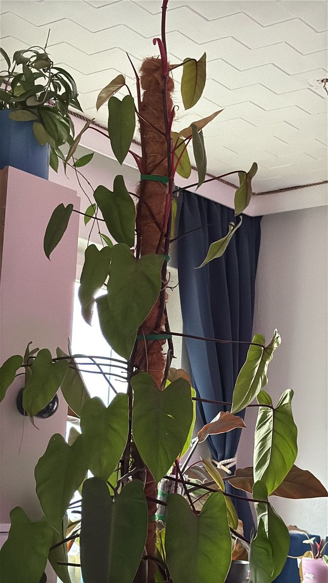 Piante & sementi: Philodendron “Painted Lady” – Nuovo (secondo la descrizione) da Rivera venduto da ale_28z9 5