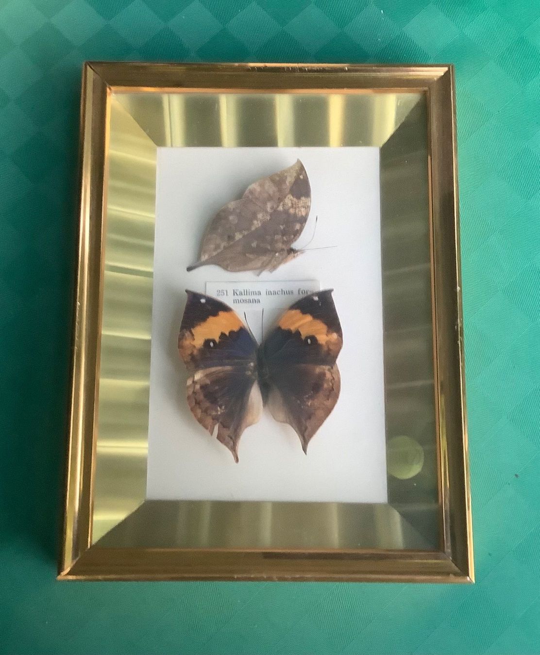 Foto & Immagini: CHIN.BILD MIT ECHTEN SCHMETTERLINGEN – Usato da Adlikon b.Regensdorf venduto da Crystaldragon09 4