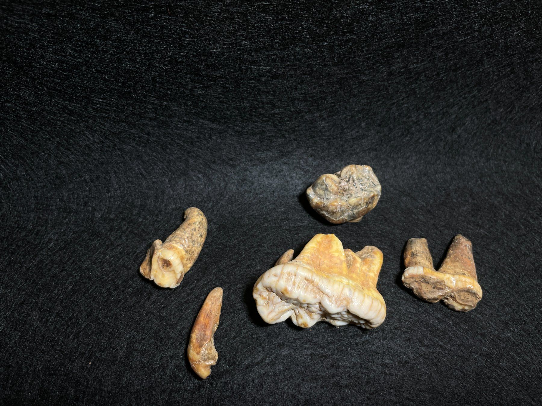 Fossili: Ours des cavernes, ensemble de dents. – Nuovo (secondo la descrizione) da Cernier venduto da Tashi_Delek 3