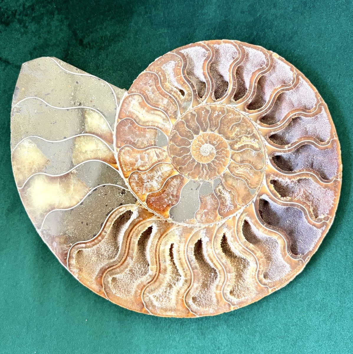 Fossili: Ammonit versteinert 19x16 cm – Nuovo (secondo la descrizione) da Adliswil venduto da Moroz173 2