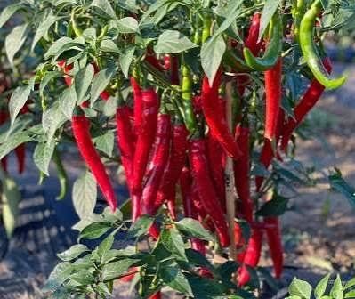 Pflanzen & Samen: Spiralus - Capsicum annuum - 30 Samen – Neu und originalverpackt aus Sumiswald von Cham14559 1