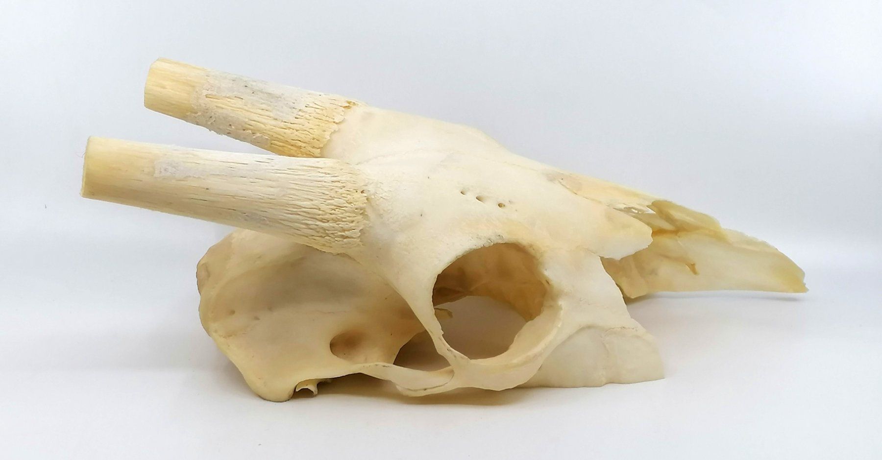 Altre raccolte & rarità: Schädel Spiessbock Oryx Antilope Trophäe makaber – Usato da Reinach BL venduto da fliegenrolli 3