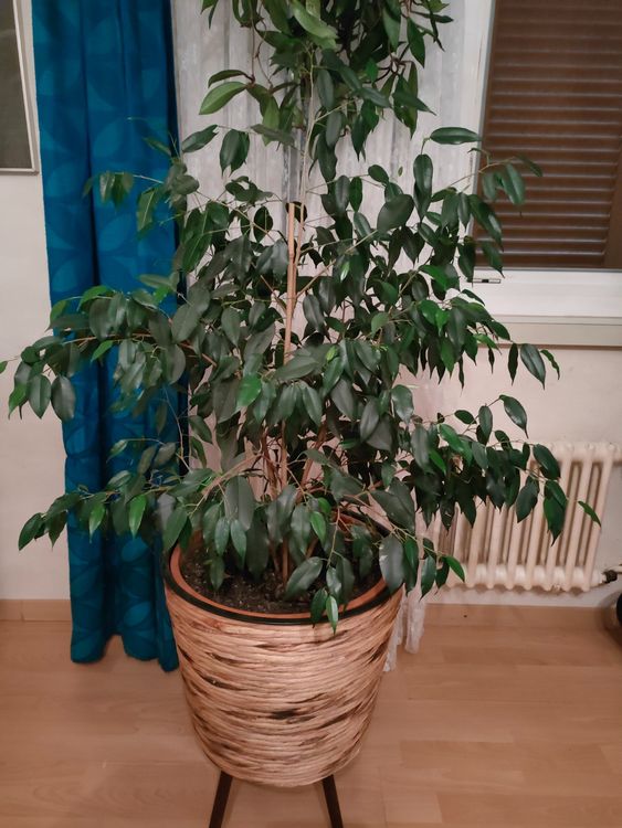 Grosse Birkenfeige Ficus Benjamina mit Übertopf Pflanze Kaufen auf