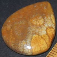 Cabochon L-1939 – Fossil Koralle – 26x21mm