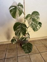Monstera borsigiana albo variegata
