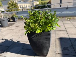Hortensie