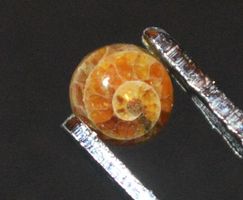 Cabochon L-8571 – Ammonit Fossil Rund 7mm