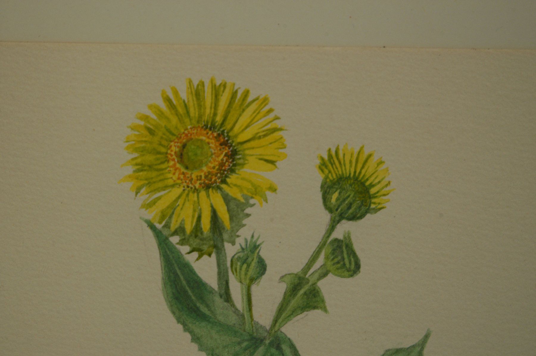 Dipinti: Blumenstilleben Aquarell signiert – Usato da Herisau venduto da Wisen 6