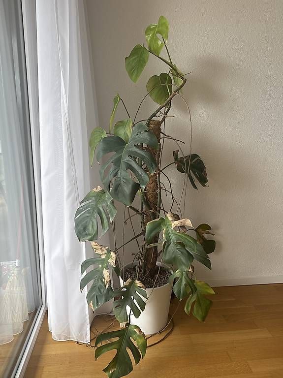 Piante & sementi: Pflanze Monstera / Fensterblatt – Usato da Liebefeld venduto da BernVerkaufAnkauf