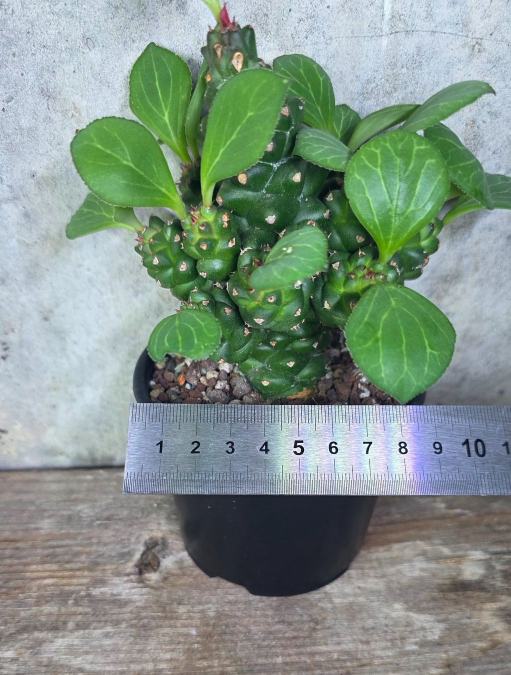 Piante & sementi: Euphorbia ritchiei – Usato da St.Erhard venduto da Plumilandschweiz 4