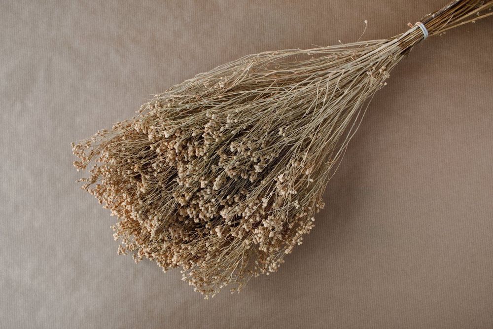 Trockenblumen Broom bloom Kaufen auf Ricardo