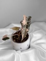 Alocasia Nobilis Pink Variegata