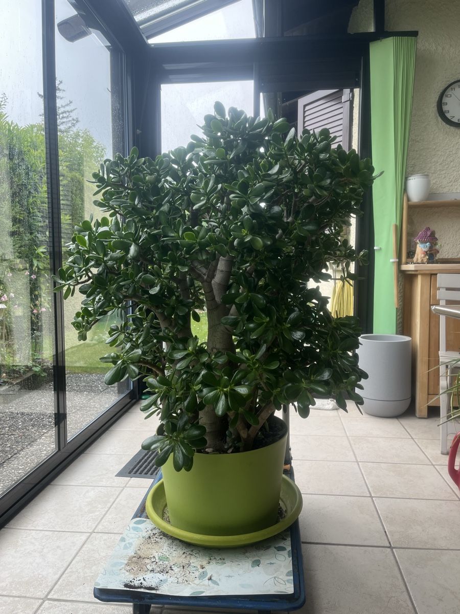 Piante & sementi: Plante Crassula Ovata – Nuovo (secondo la descrizione) da La Croix-de-Rozon venduto da tuf_f6td 9