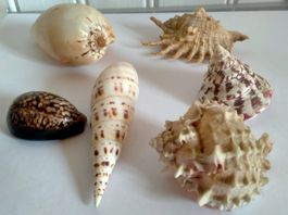 Meerschnecken Muschel Fossilien Lot Konvolut Deko Aquarium