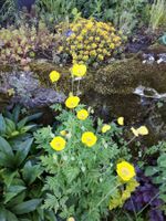 Schein mohn waldmohn 20 Samen