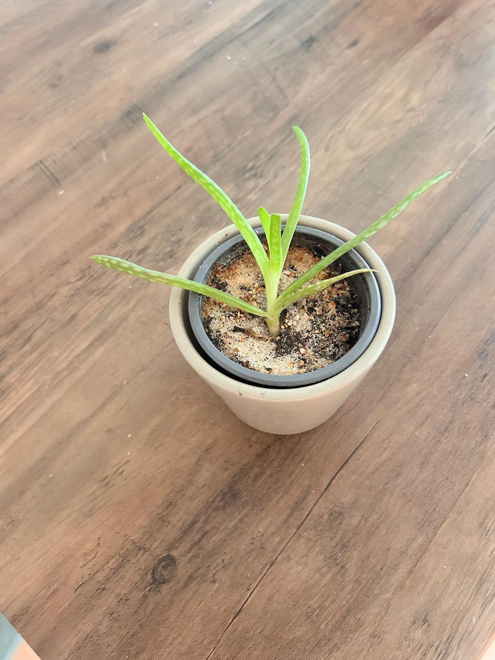 Piante & sementi: Echte Aloe Vera Pflanze im Topf – Usato da Hirzel venduto da ver_rxz8 1