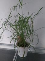 Cyperus Alternifolius PAPYRUS Zimmerpflanze Pflanze im Topf