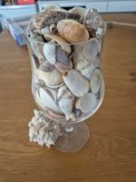 Schöne Muscheln für Deko🐚🐚🐚