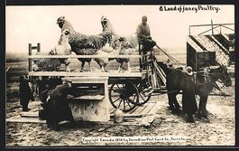 A Load of fancy Poultry, riesige kanadis
