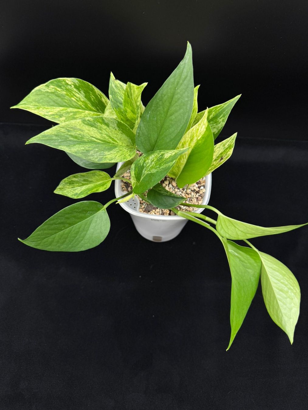 Piante & sementi: Epipremnum aureum 'Marble Queen' in Semihydro – Nuovo (secondo la descrizione) da Bühler venduto da googelibear
