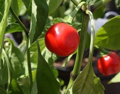 Piante & sementi: 100 Cherry Chili Kirchchili Samen – Nuovo (secondo la descrizione) da Ehrendingen venduto da VerveinaSamen 5