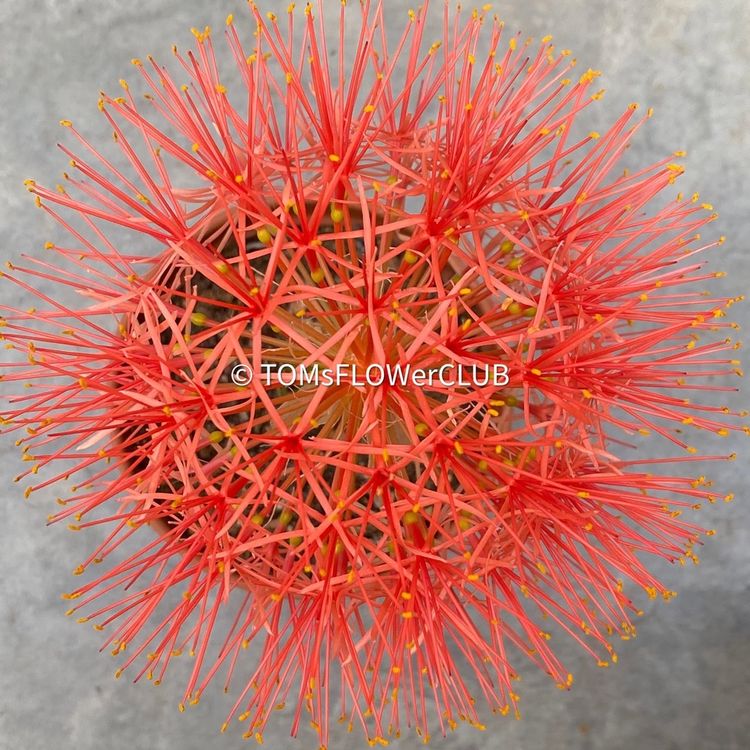 Scadoxus Multiflorus / Fireball Lilly / Blutblume Kaufen auf Ricardo