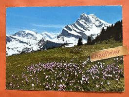 1966 Braunwald (Schweiz) Krokusse mit Ortstock