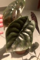 Zierpflanze Zimmer Pflanze 40 cm ALOCASIA CUPREA RED SECRET‪