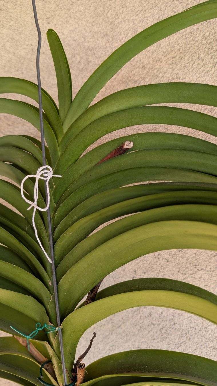 Pflanzen & Samen: Vanda Orchidee blau/violett Blüte – Gebraucht aus Untervaz von Lyraia 3