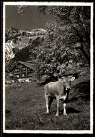 AK Hoher Kasten, Kuh auf Alpwiese vor Berghaus und Felswand
