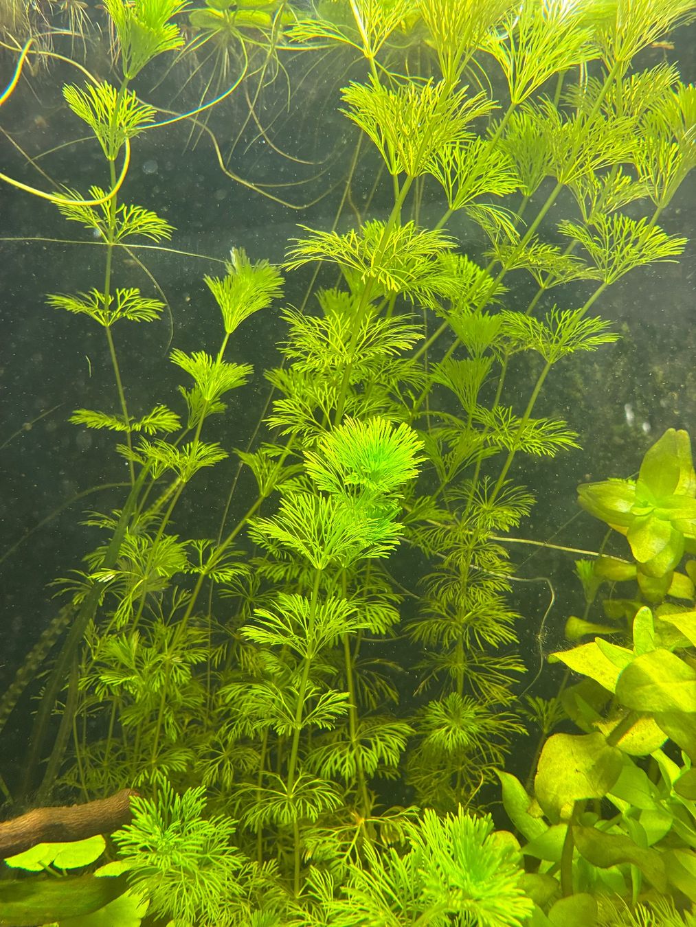 Piante & sementi: limnophila sessiliflora - Aquariumpflanze – Usato da Zürich venduto da joa_j6nx