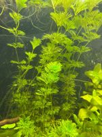 limnophila sessiliflora - Aquariumpflanze