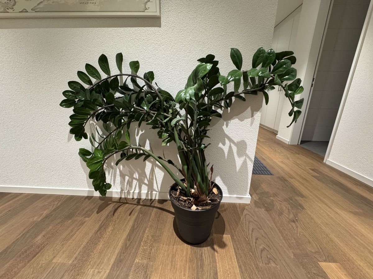 Pflanzen & Samen: Zamioculcas Zimmerpflanze – Gebraucht aus Zürich von Monusc 1