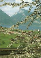 Frühlingslandschaft Spiez am Thunersee, unbeschrieben!