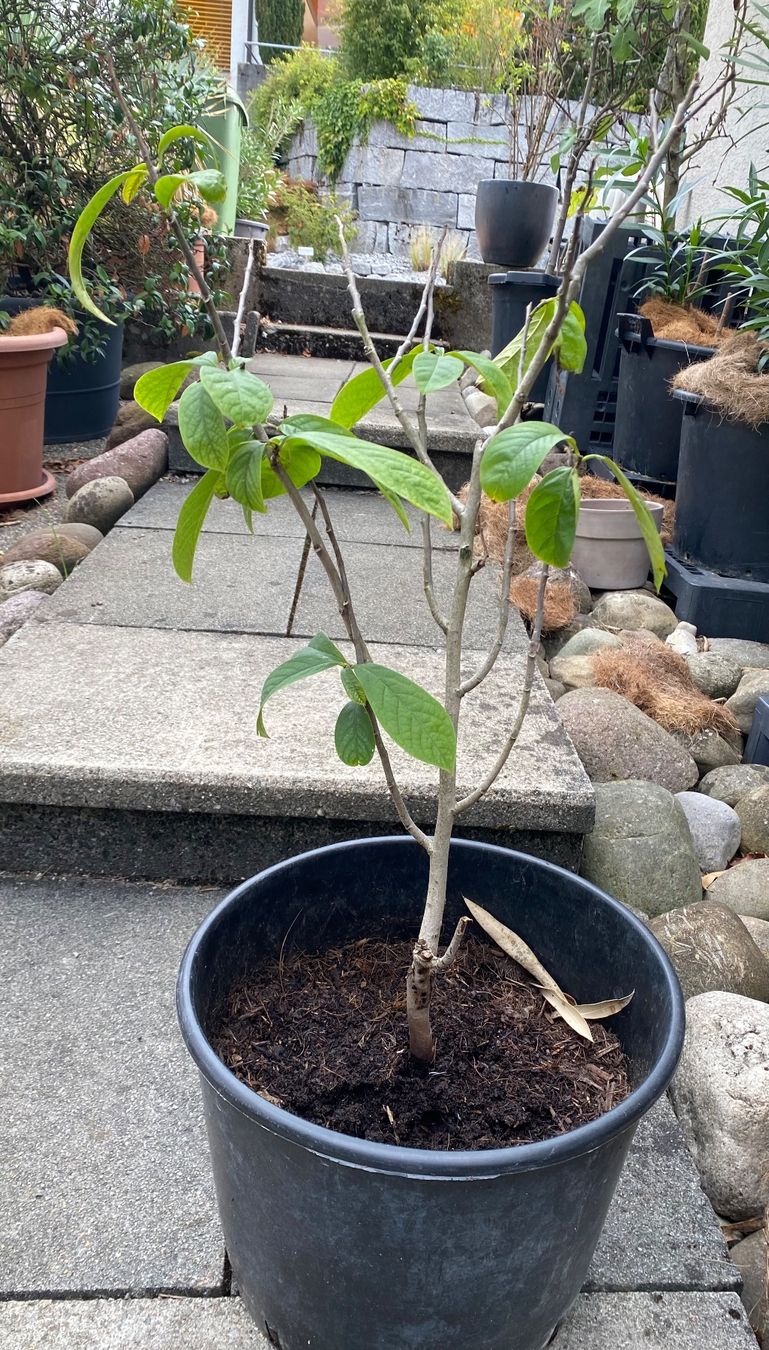 Pflanzen & Samen: Mango Baum  Indianerbanane Indianer Banane  Blumentopf – Gebraucht aus Dottikon von 6571 2