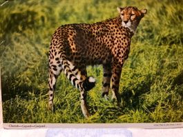 Ansichtskarte Jaguar Kenia