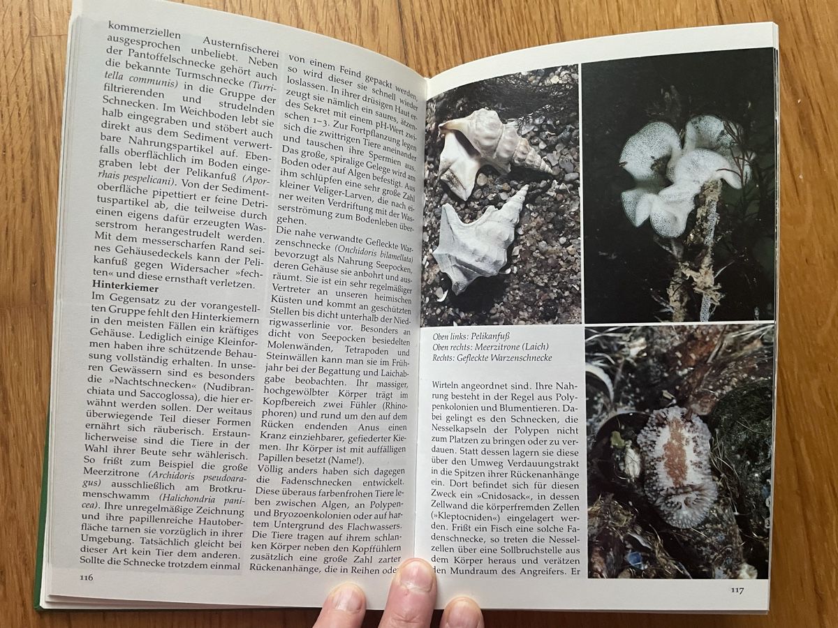 Libri: BUCH Meere und Küsten – Usato da Zürich venduto da silab69 4
