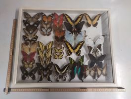 Diverse Schmetterlinge, gerahmt, Rarität! Wanddeko.