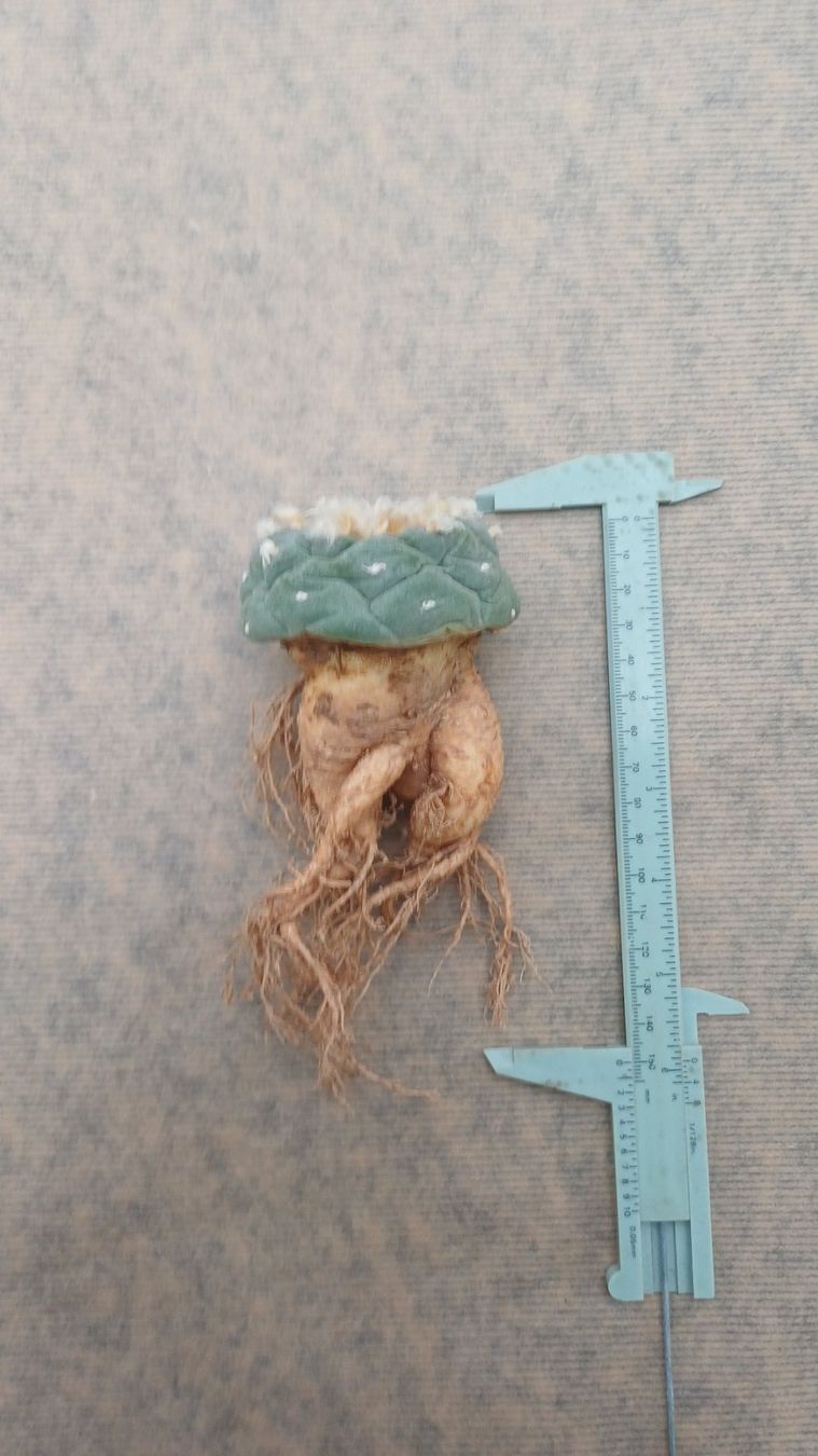 Plantes & graines: Lophophora decipiens – D'occasion à Neftenbach par QuiQuo 1