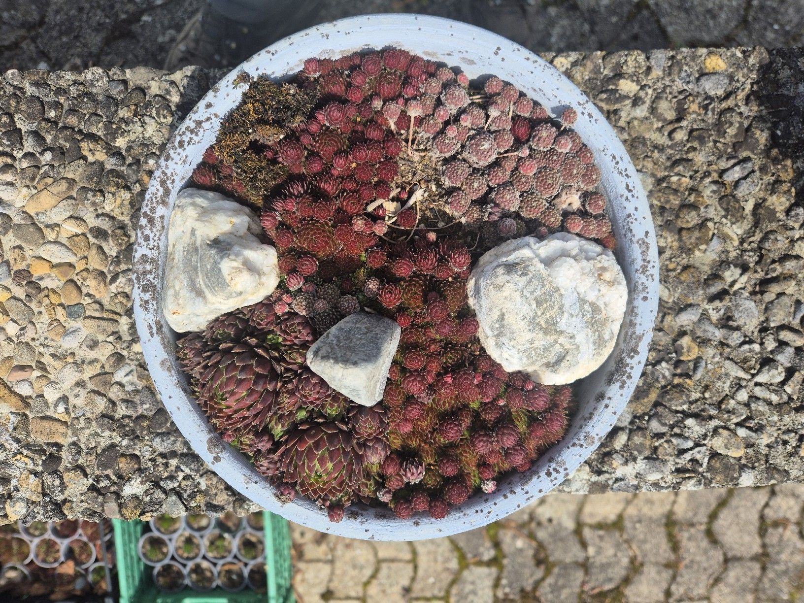Piante & sementi: Planzenschale – Usato da Hettlingen venduto da Mroos1 1