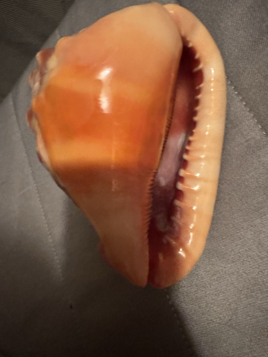 Tutte le decorazioni: Superbe Coquillage Décoratif Rare - – Usato da Martigny venduto da Mrtygn1 4