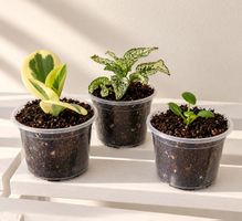 🌿 3 kleine Zimmerpflanzen – wunderschönes Pflanzen-Set