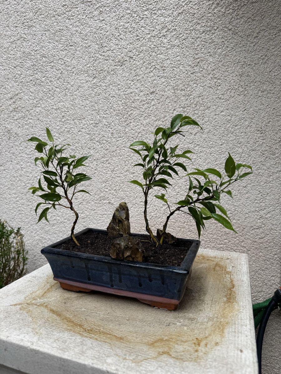 Pflanzen & Samen: Kleiner Ficus Bonsai Wald – Gebraucht aus Rümlang von Gruseh.ch