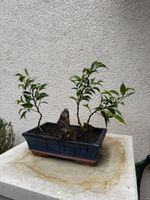 Kleiner Ficus Bonsai Wald