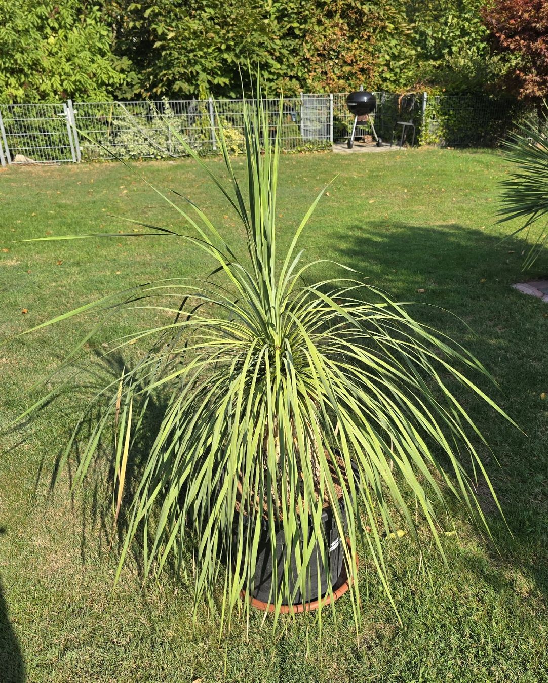 Plantes & graines: Prachtvolle Yucca rostrata – D'occasion à Aarburg par popkorn65 2